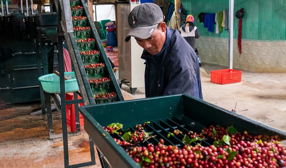 stroj na triedenie kavy